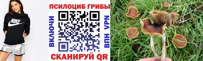 Купить закладки  Елизаветинская  Псилоцибиновые грибы Psilocybe 